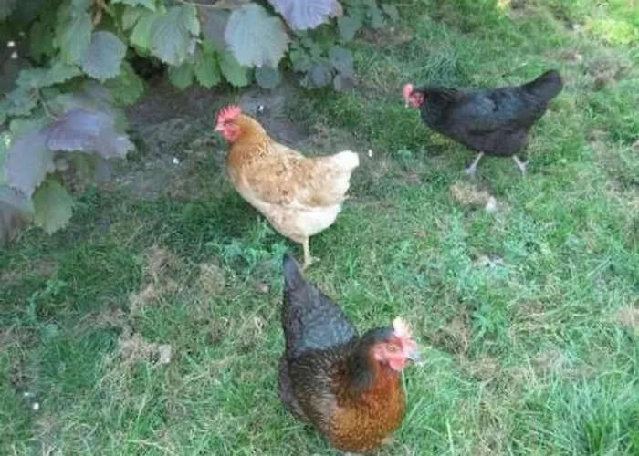 Farbhaus Bleiche By Interhome Apartment *