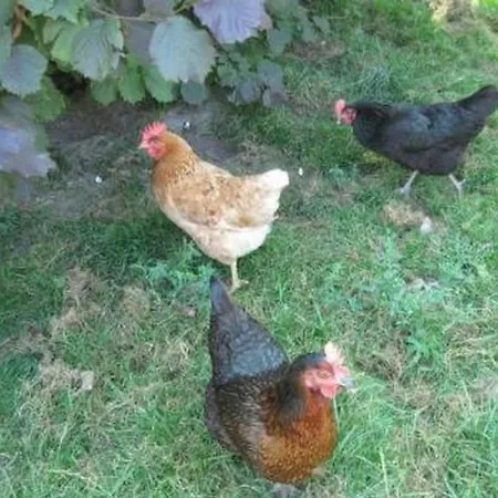 Farbhaus Bleiche By Interhome Appartamento *